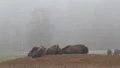 European Bisons 6412 HD Footage