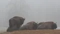 European Bisons 6420 HD Footage