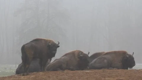 European Bisons 6420 Stock Footage