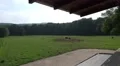 European Bisons on farmland seen from observation platform HD Footage