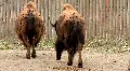 European bisons HD Footage