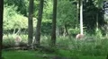 European Bisons hidden on a meadow in the forest HD Footage