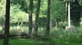 European Bisons horde on a grassland clearance in forest HD Footage