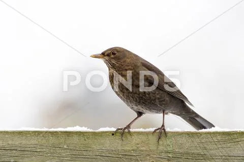 European Blackbird female on a fence Stock Photos