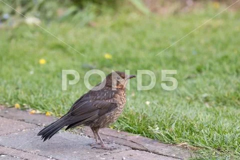 European Blackbird fledgling in Sussex Garden. Stock Photos