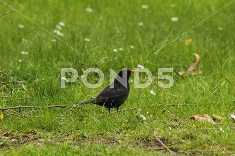 European blackbird Stock Photos