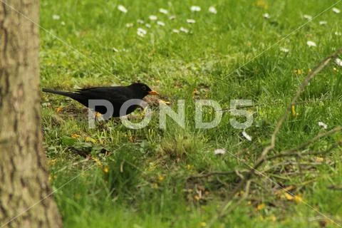 European blackbird Stock Photos