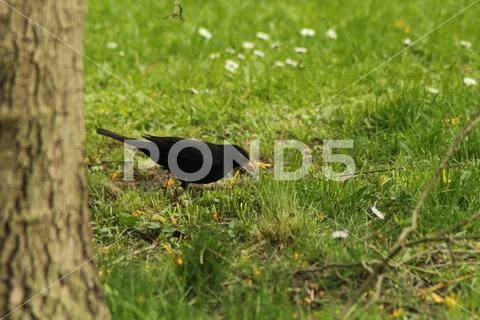 European blackbird Stock Photos