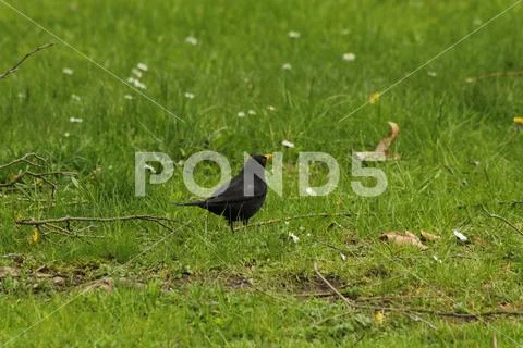 European blackbird Stock Photos