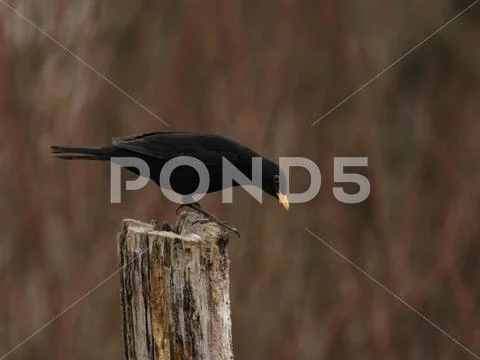 European blackbird (turdus merula) Stock Photos