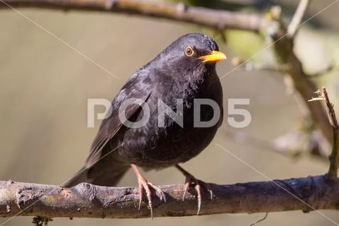European Blackbird (Turdus merula) Stock Photos