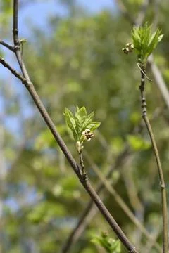 European bladdernut Stock Photos