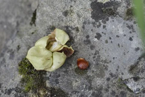 European bladdernut Stock Photos