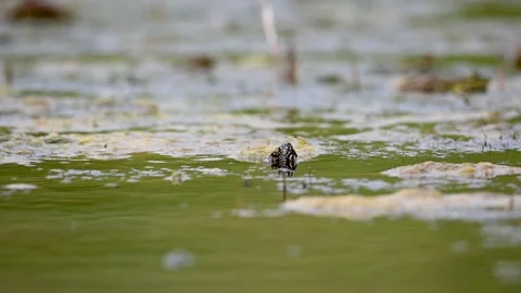 European bog turtle Emys orbicularis Stock Footage 267670703