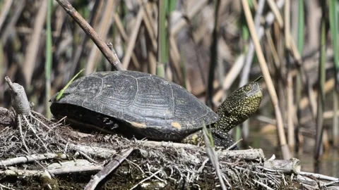 European bog turtle Emys orbicularis Stock Footage 313243281