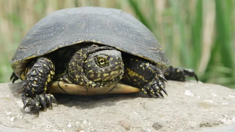 European bog turtle front view Stock Footage 241707504