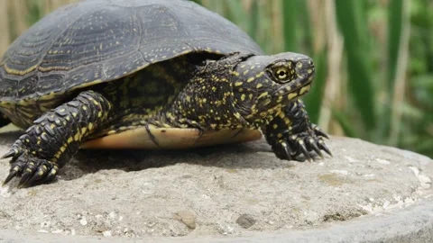 European bog turtle side view 스톡 동영상 241707435