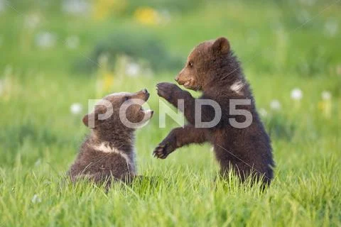 European Brown Bear Cubs Playing ((Ursus Arctos), Close-Up