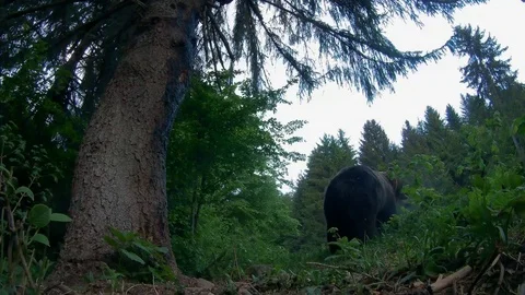 Hidden Camera Stock Videos – Royalty-Free HD & 4K Videos | Pond5