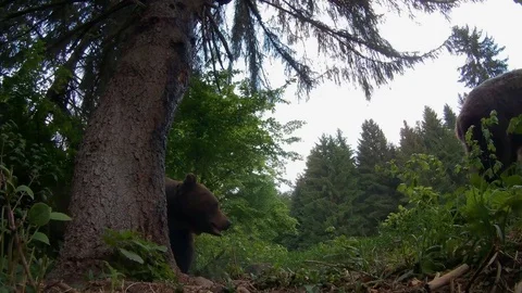 Bear Growl Stock Video Footage Royalty Free Bear Growl Videos Pond5