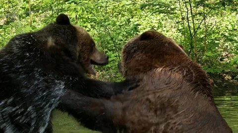European brown bears play fight in water in green forest Stock Footage