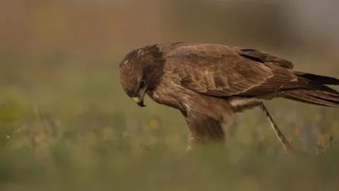 European buzzard feeding on prey Stock Footage