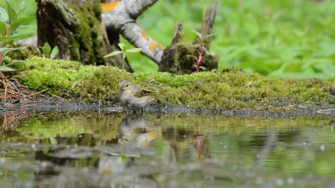 (European) chiffchaff bathe. Stock Footage 76356644