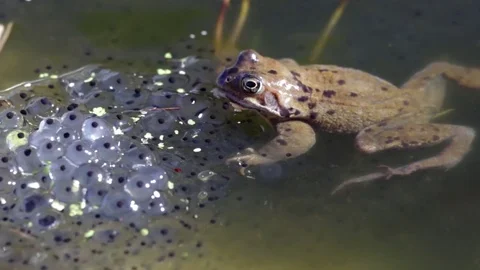 European common frog and spawn Video stock 73624476