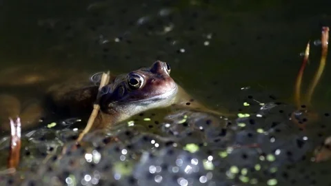 European common frog and spawn Video stock 73624549