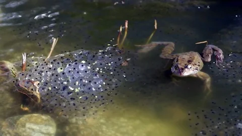 European common frog and spawn Stock Footage 73626294