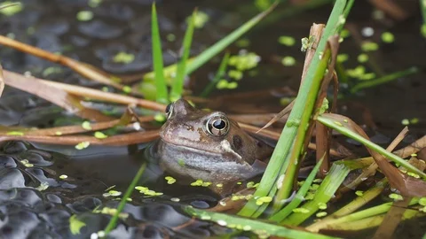 European common frog and spawn Stock Footage 127438174