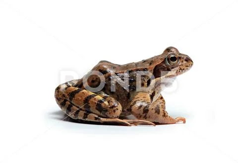 European Common Frog Stock Photos