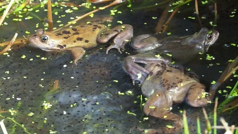 European common frogs and spawn Video stock 127438433