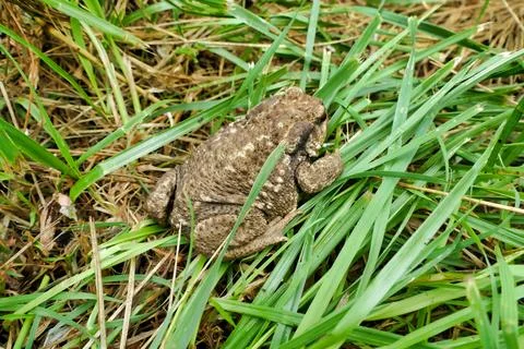 European Common Toad. Stock Photos