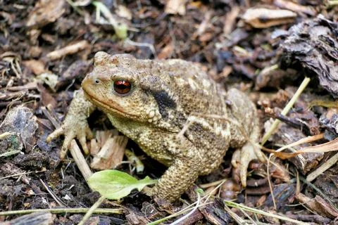European Common Toad. Fotos Stock