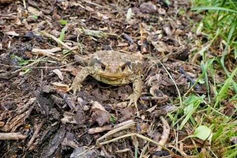 European Common Toad. Fotos Stock
