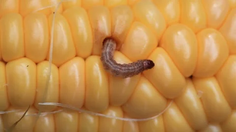 European Corn Borer Stock Footage 64800159