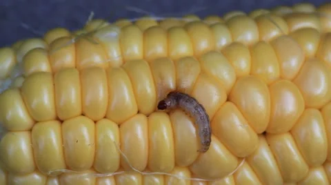 European Corn Borer Stock Footage 64800163