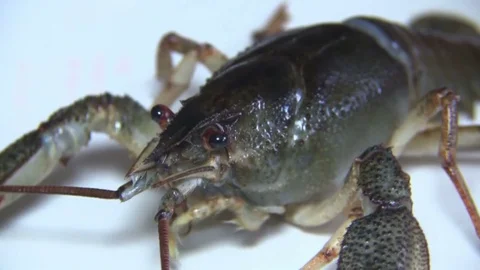 European crayfish close-up Stock Footage 80280415