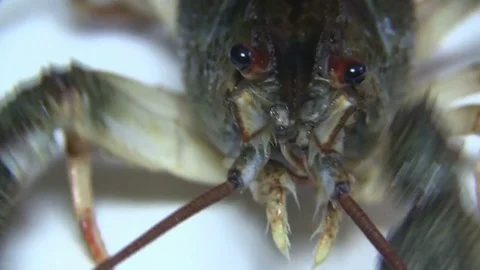 European crayfish close-up Stock Footage 80280416