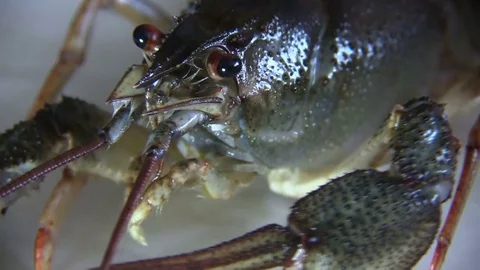 European crayfish close-up Stock Footage 80280423