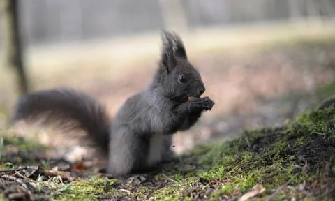 European dark grey squirrel eating a nut Stock Photos