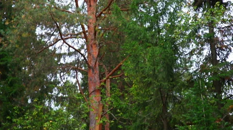 European deciduous forest Stock Footage 48814785