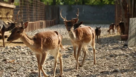 European deer Stock Footage 151937749