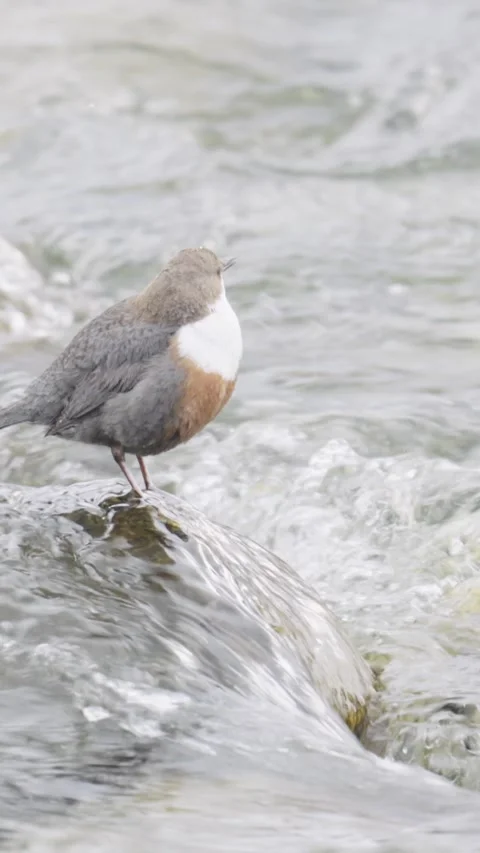 European dipper, cinclus cinclus, perching on a wet stone in a clear fast Vídeos de archivo 331001709