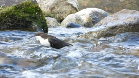 European dipper, cinclus, cinclus, spain Video stock 234425853