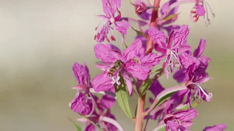 European drone fly pollinating meadow flowers in summer. Stock-Footage 341684809