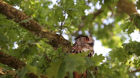European Eagle Owl, asio otus, Adult standing on Tree, Normandy in France, Real Stock Footage