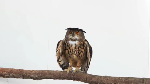 European eagle owl bird of prey standing on wooden branch and flies away closeup Stock Footage 156201256