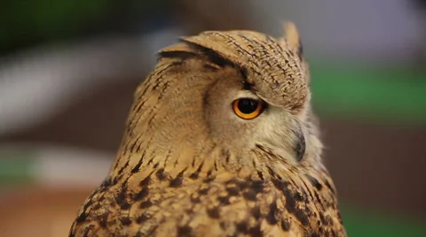 European Eagle owl or Eurasian eagle owl looking and watching around in HD Stock-Footage 49581981
